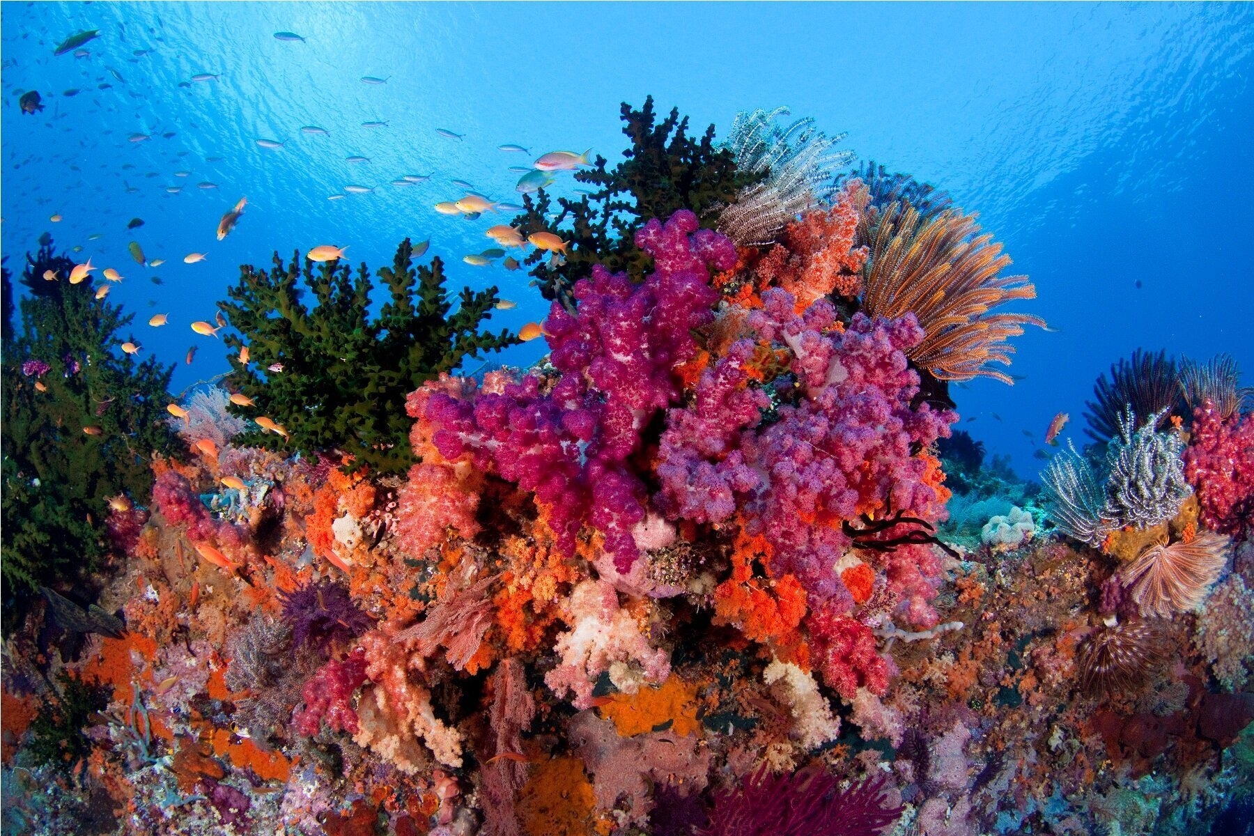 Korallreven i Östra Stilla Havet Anpassar Sig Till Varmare Vatten Enligt Studie fynd