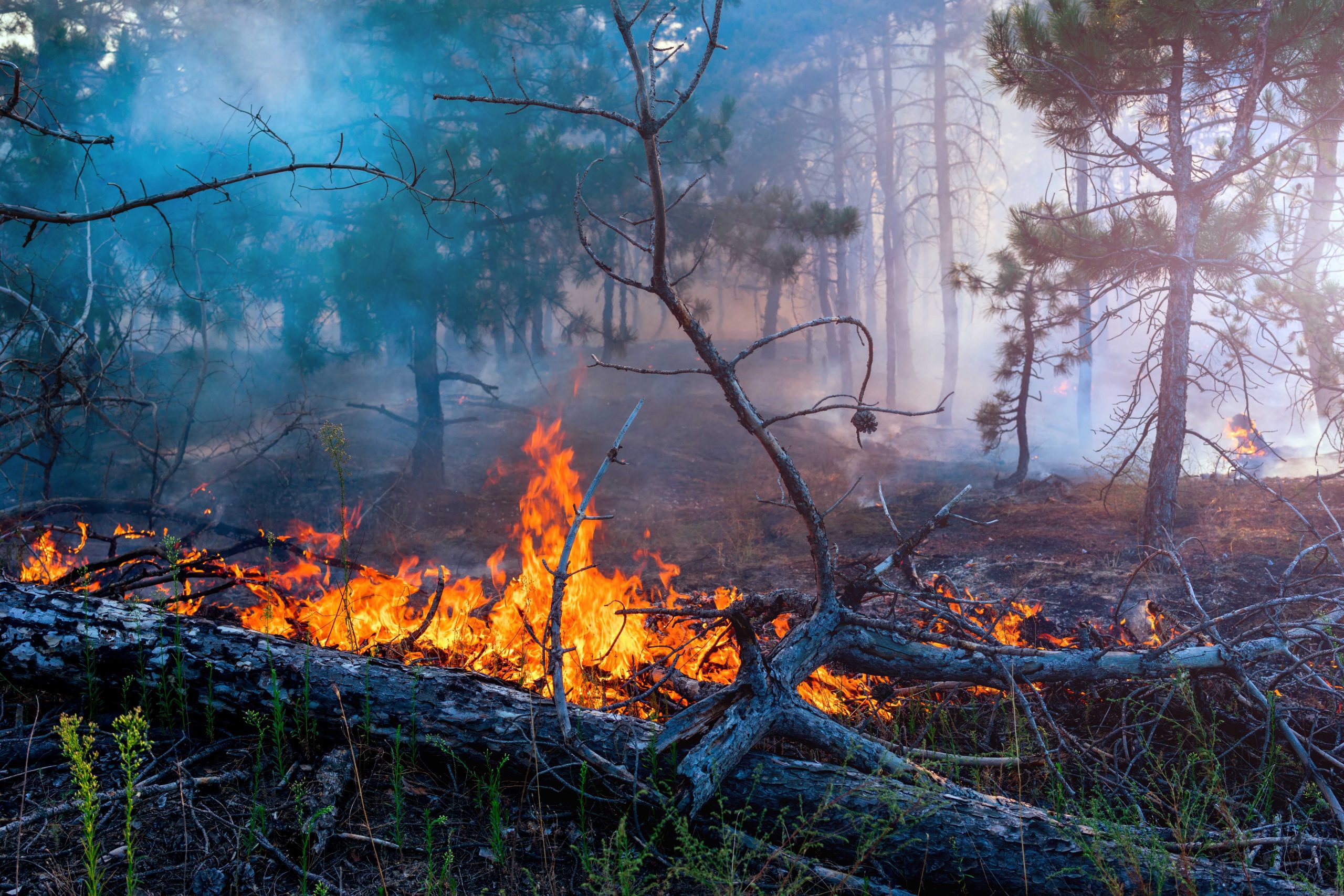 Eldhot i Norra Kalmar: Skogsbrand Mellan Bäckebo och Ollem Spred Sig Snabbt